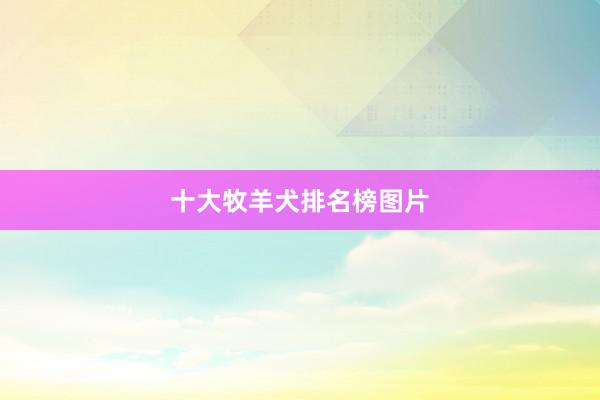 十大牧羊犬排名榜图片